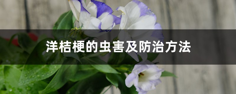洋桔梗的虫害及预防和治疗办法