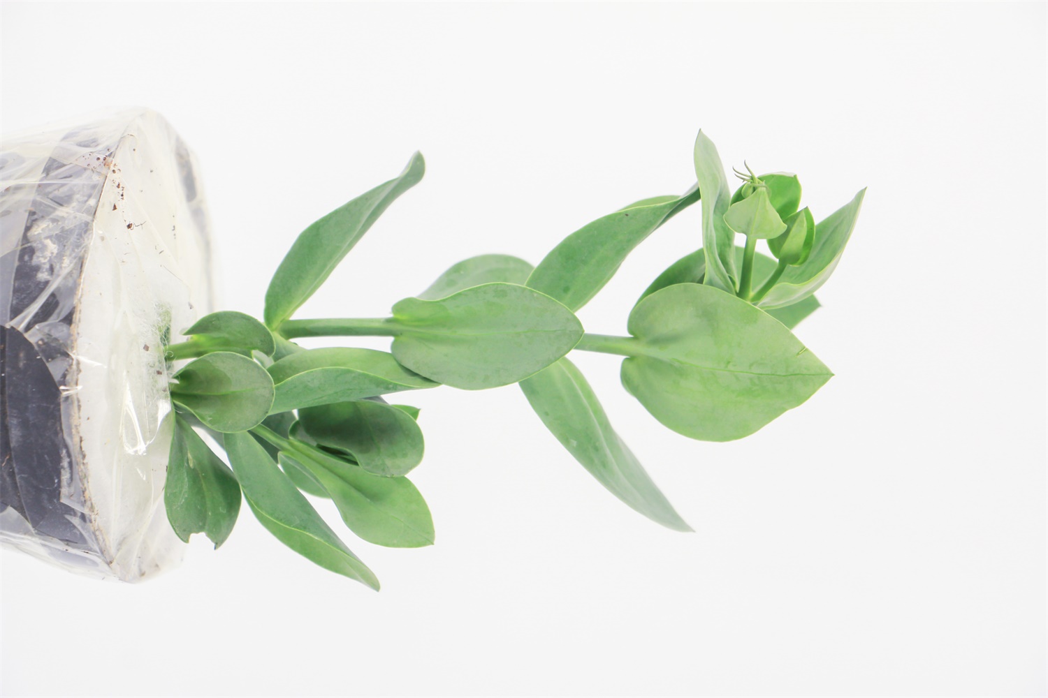 洋桔梗 洋桔梗的虫害及预防和治疗办法