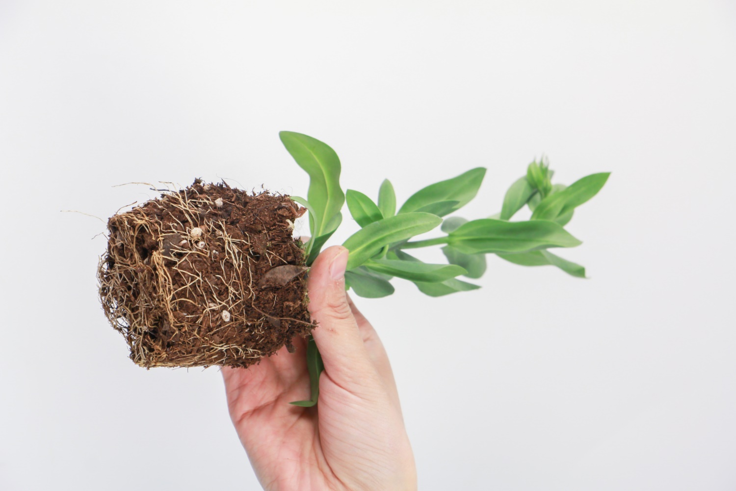 洋桔梗 洋桔梗的虫害及预防和治疗办法