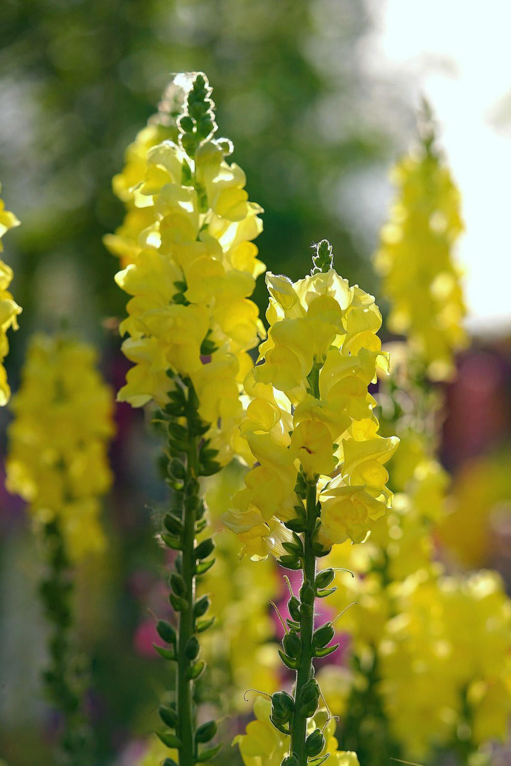 金鱼草常见虫害及预防和治疗办法