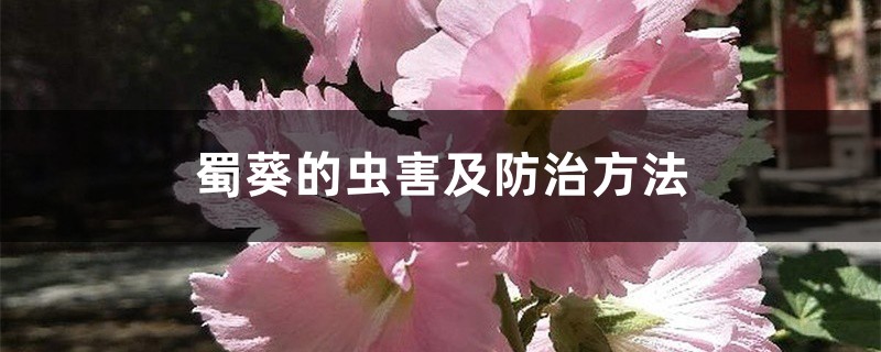蜀葵的虫害及预防和治疗办法
