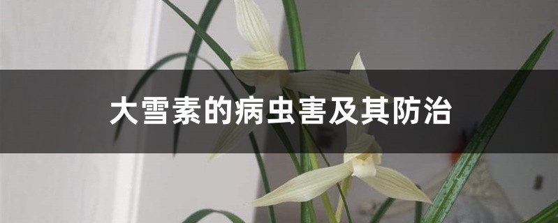 大雪素的病虫害及其预防和治疗