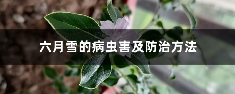 六月雪的病虫害及预防和治疗办法