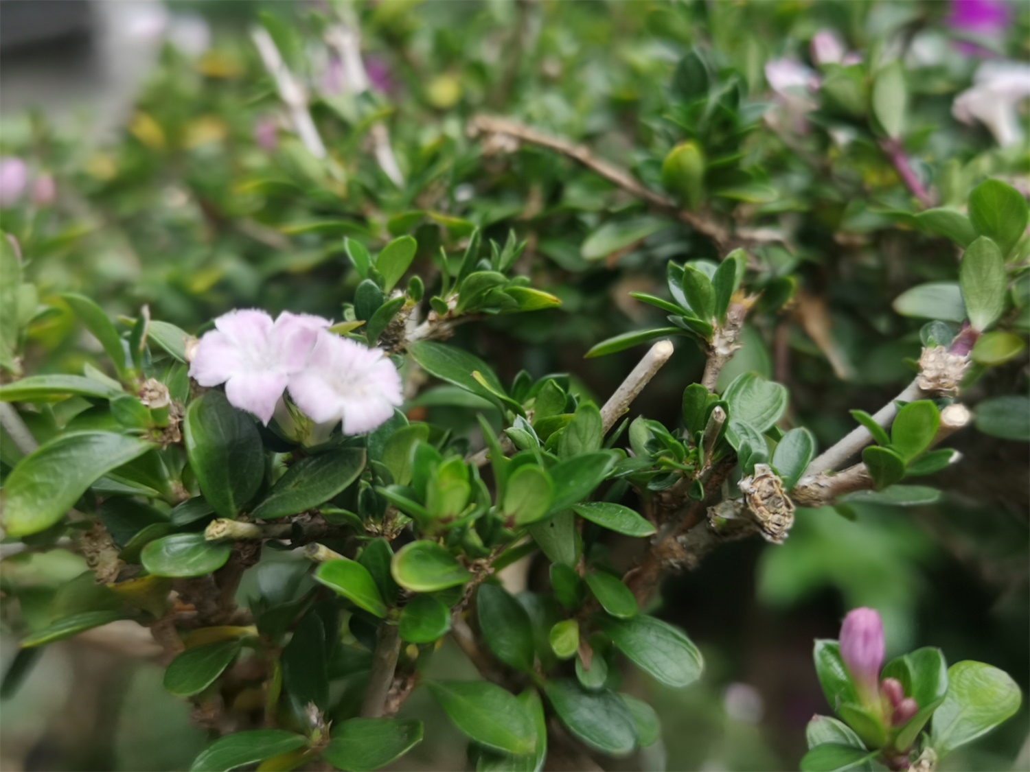 六月雪的病虫害及预防和治疗办法