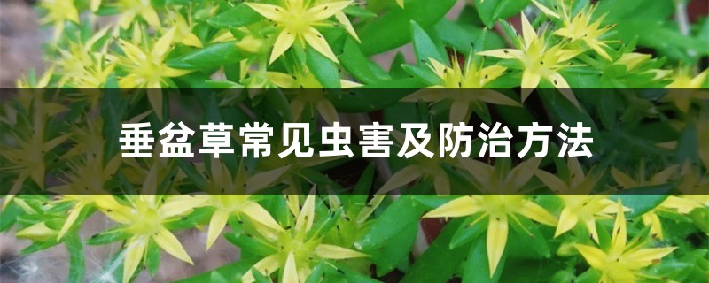 垂盆草常见虫害及预防和治疗办法