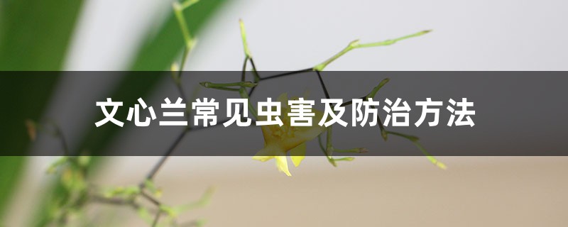 文心兰常见虫害及预防和治疗办法
