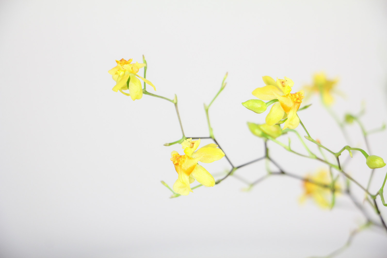 文心兰常见虫害及预防和治疗办法