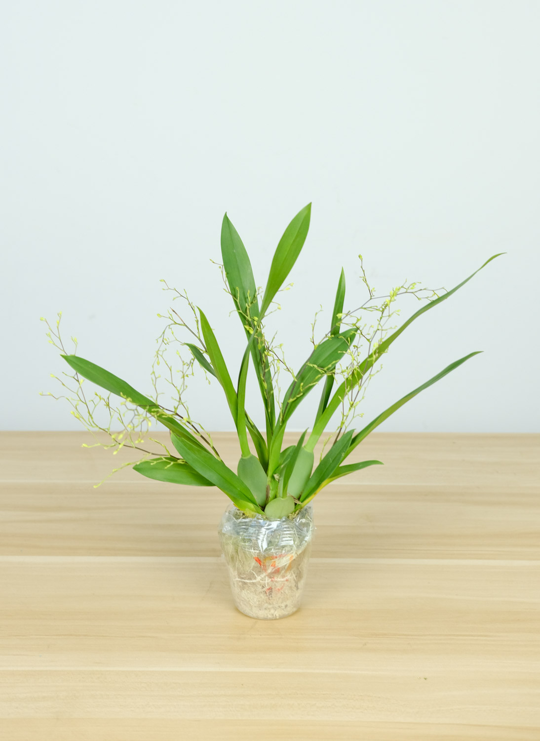 文心兰常见虫害及预防和治疗办法