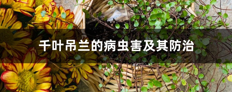 千叶吊兰的病虫害及其预防和治疗