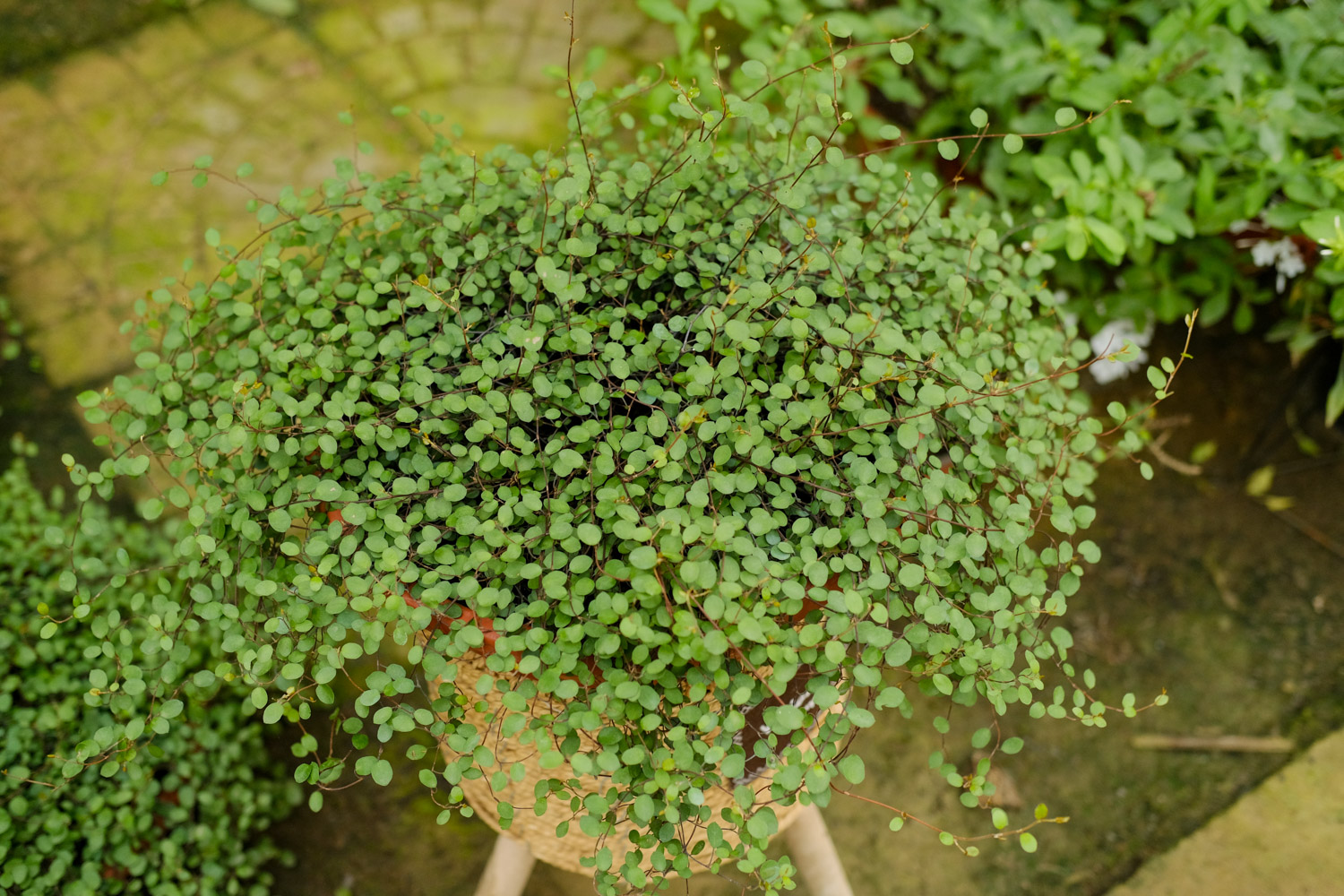 千叶吊兰的病虫害及其预防和治疗