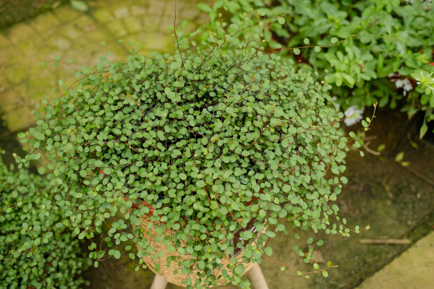 千叶吊兰的病虫害及其预防和治疗