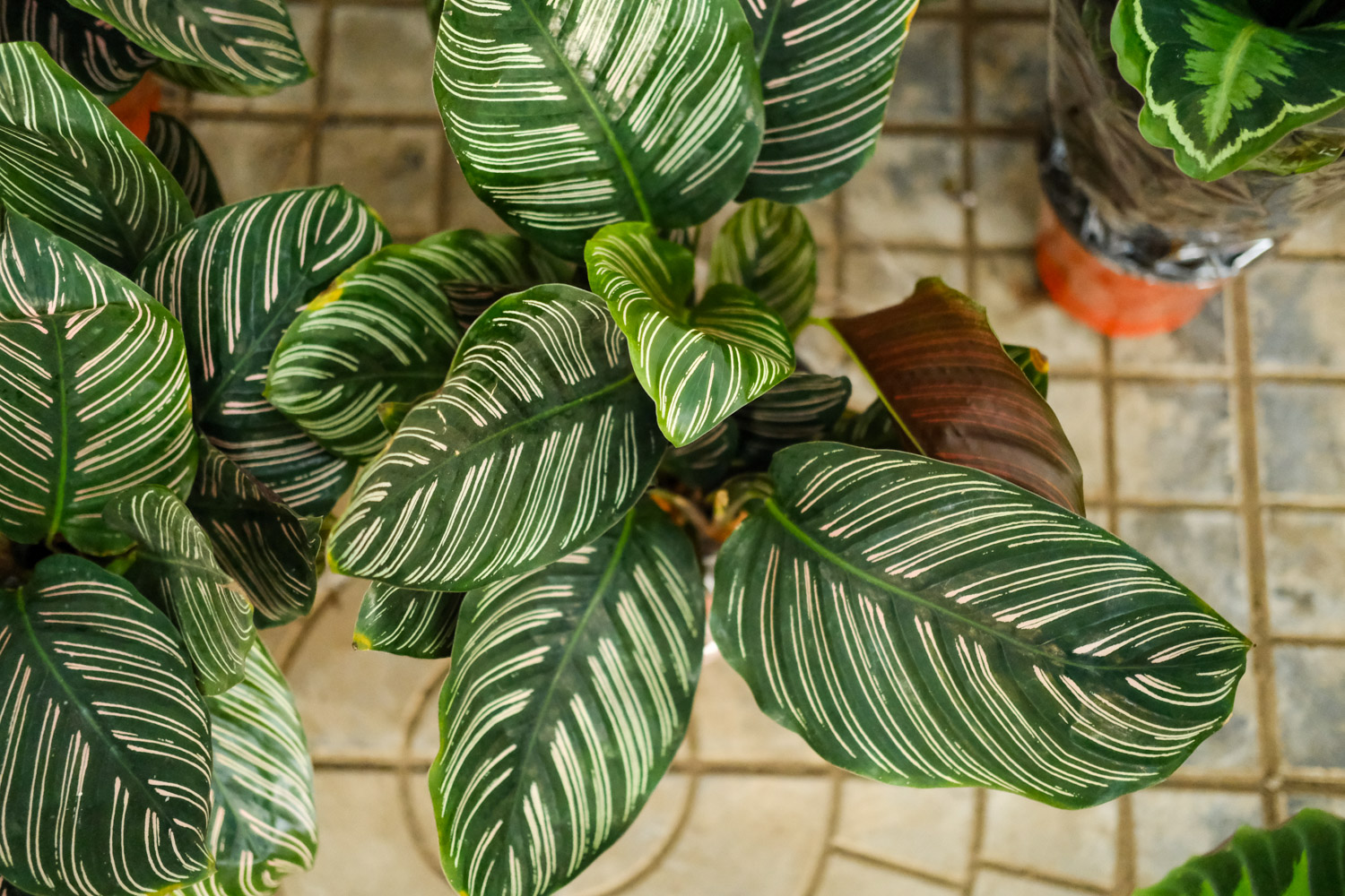 双线竹芋 双线竹芋的虫害及预防和治疗办法