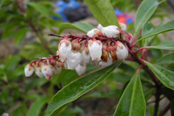 马醉木常见虫害及预防和治疗办法