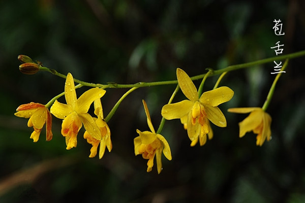 苞舌兰的病虫害及预防和治疗办法