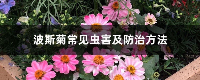 波斯菊常见虫害及预防和治疗办法