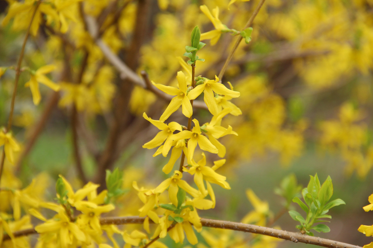 连翘的病虫害及预防和治疗办法