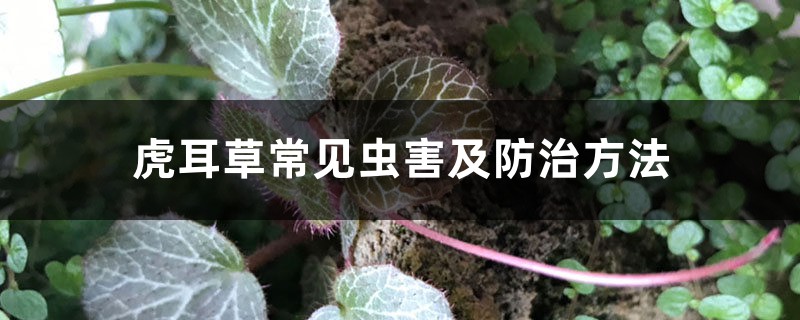 虎耳草常见虫害及预防和治疗办法