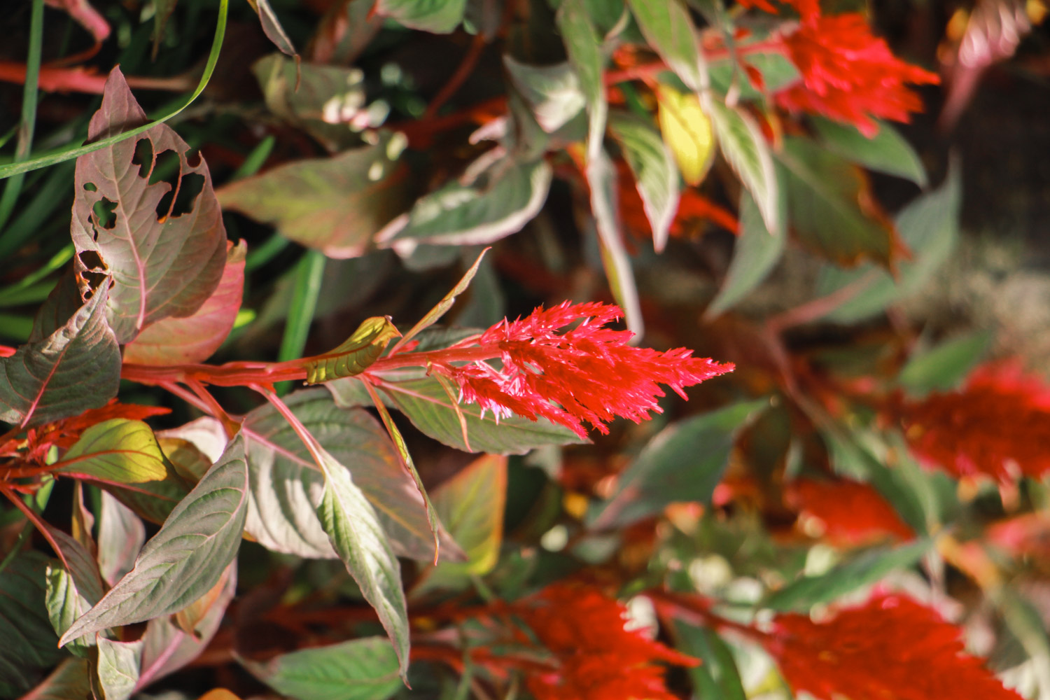 鸡冠花的虫害及预防和治疗办法