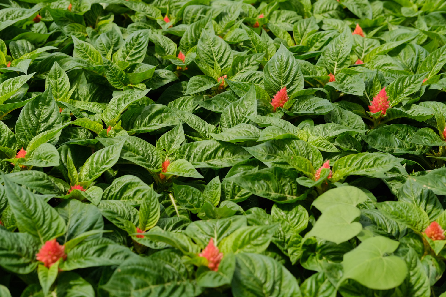 鸡冠花的虫害及预防和治疗办法