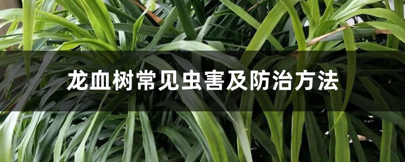 龙血树常见虫害及预防和治疗办法