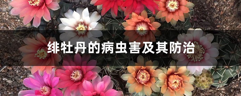 绯牡丹的病虫害及其预防和治疗