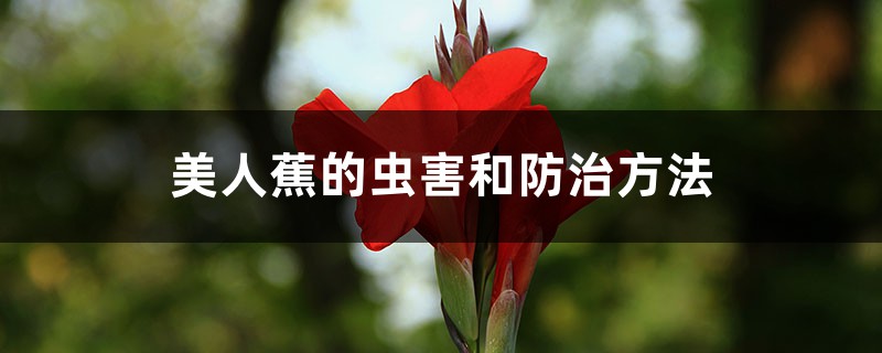 美人蕉的虫害和预防和治疗办法