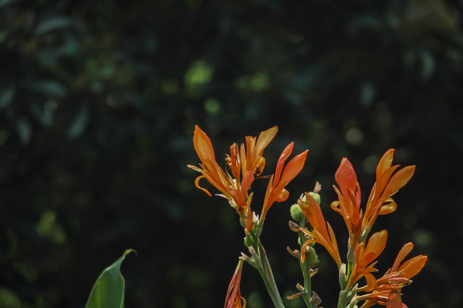 美人蕉的虫害和预防和治疗办法