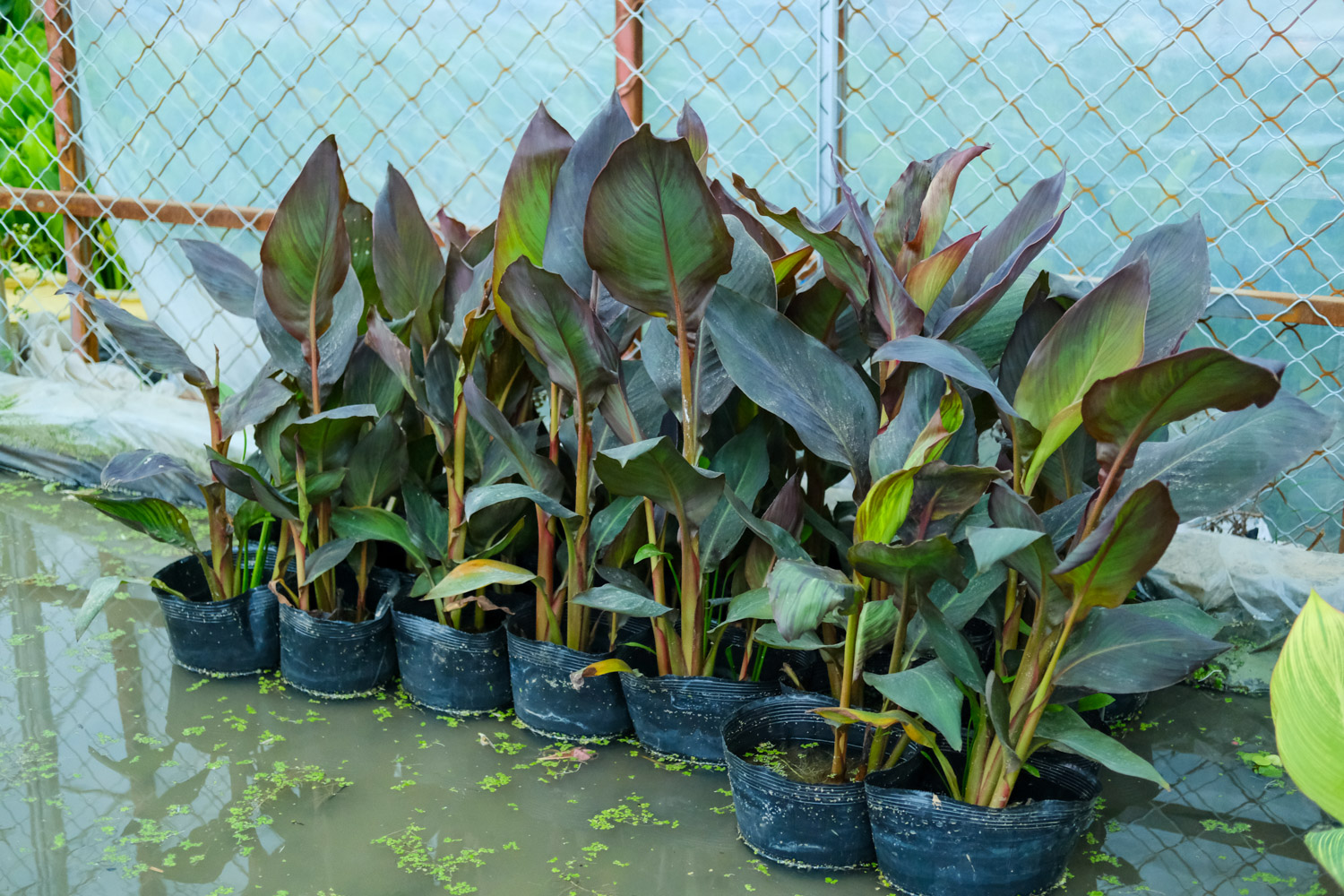 美人蕉的虫害和预防和治疗办法