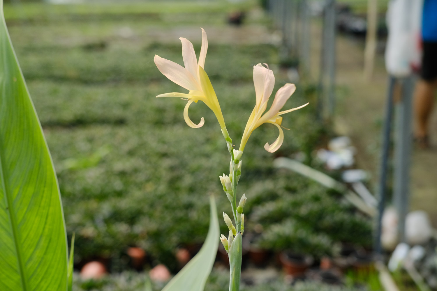 美人蕉的虫害和预防和治疗办法