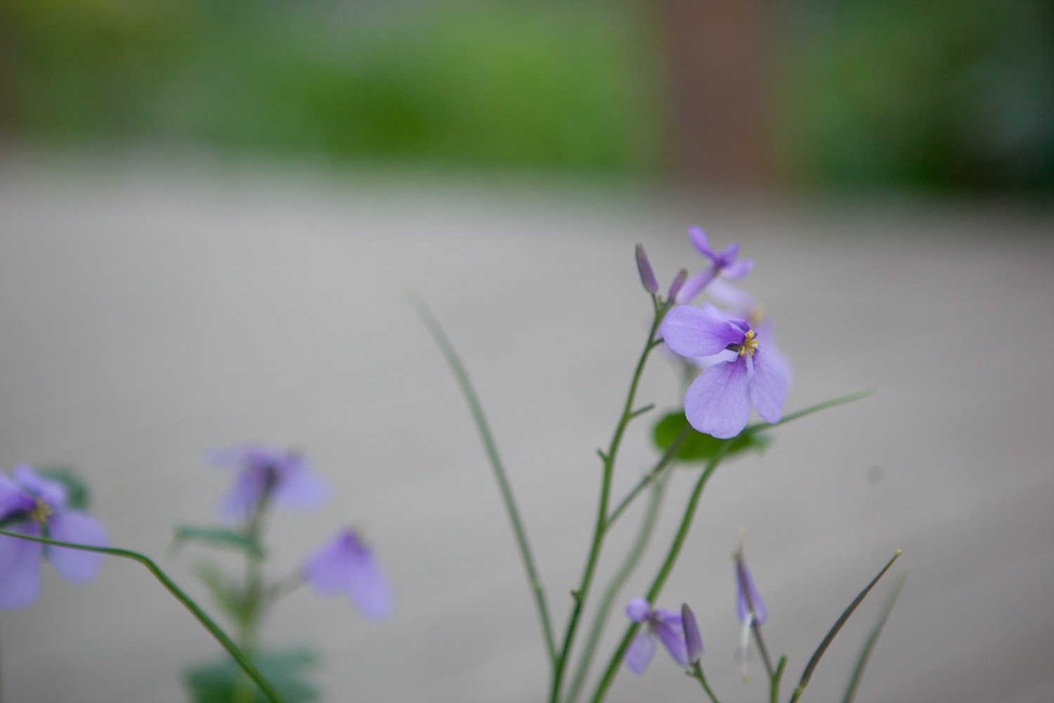 二月兰常见病虫害及预防和治疗办法