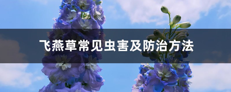 飞燕草常见虫害及预防和治疗办法