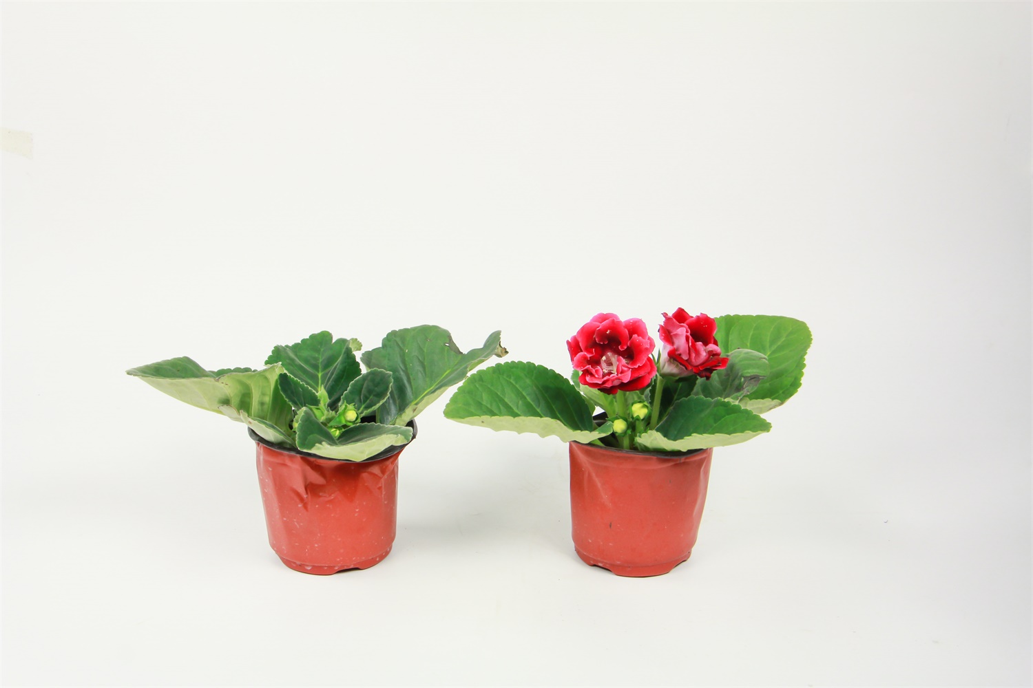 大岩桐 大岩桐的虫害及预防和治疗办法