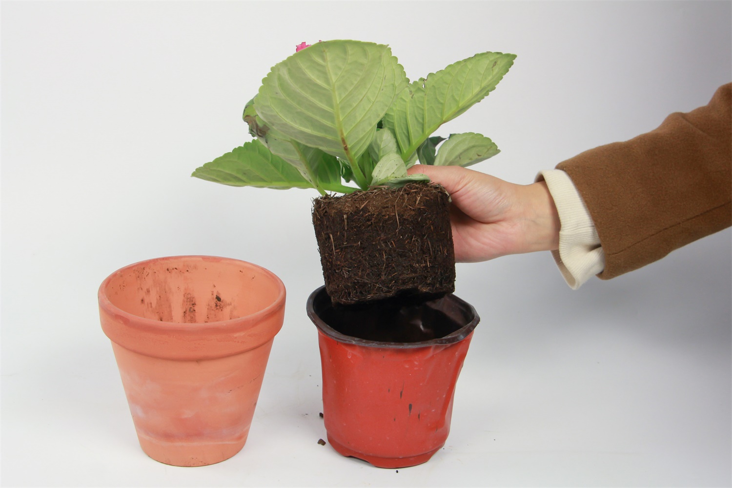 大岩桐 大岩桐的虫害及预防和治疗办法