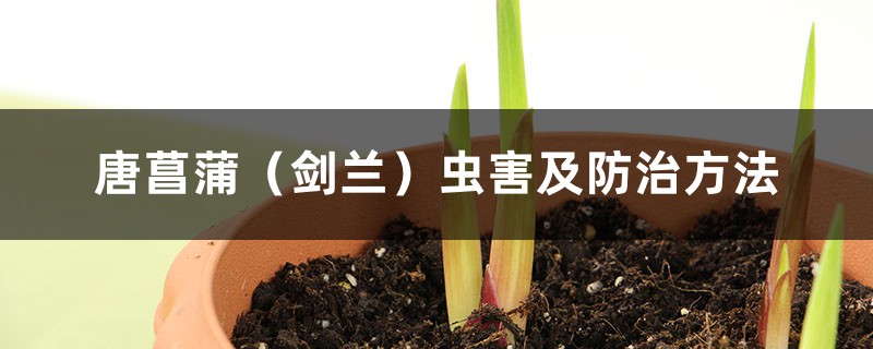 唐菖蒲（剑兰）虫害及预防和治疗办法