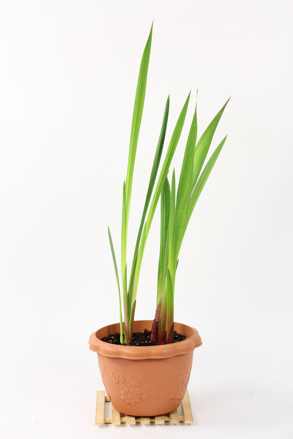 唐菖蒲（剑兰）虫害及预防和治疗办法