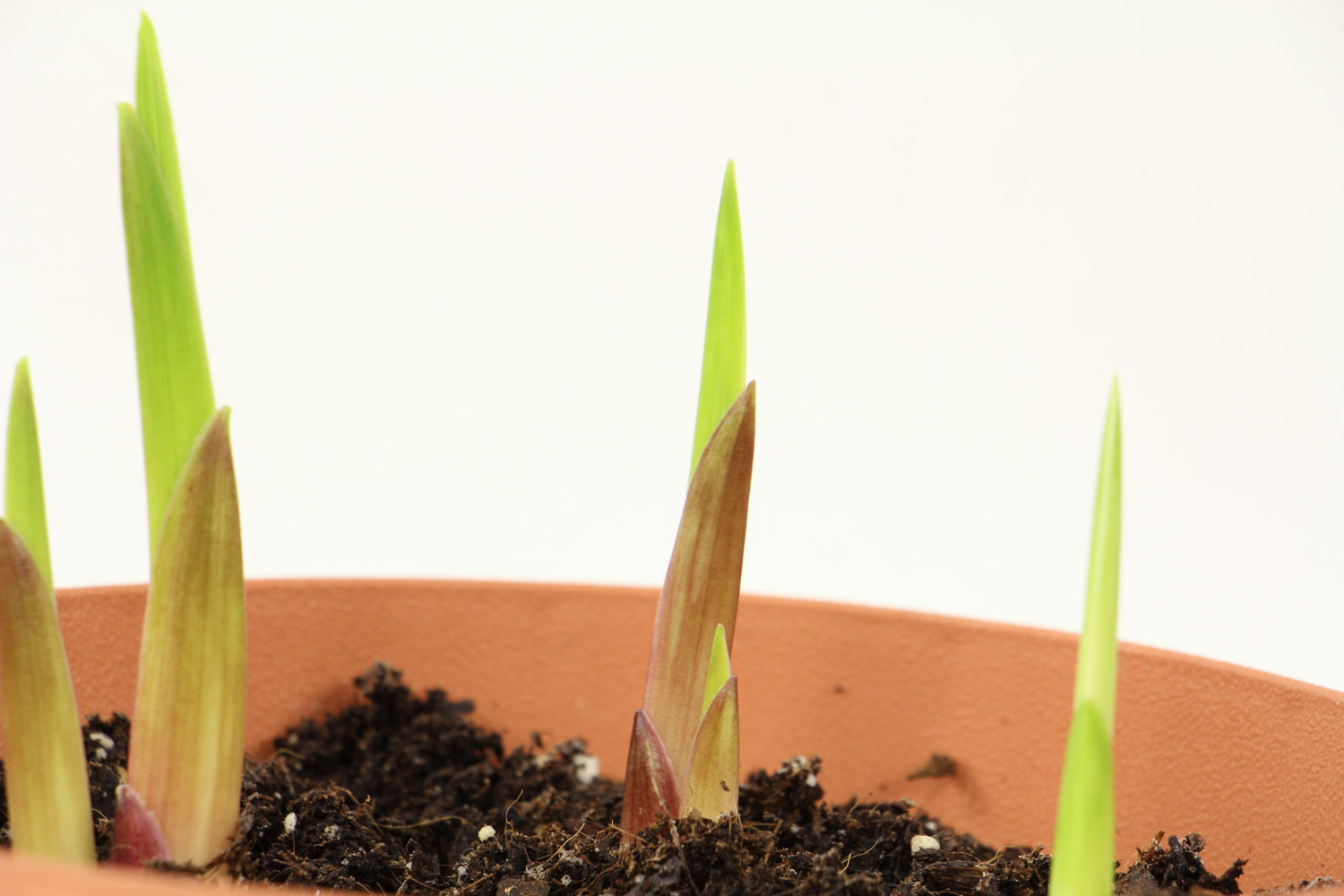 唐菖蒲（剑兰）虫害及预防和治疗办法