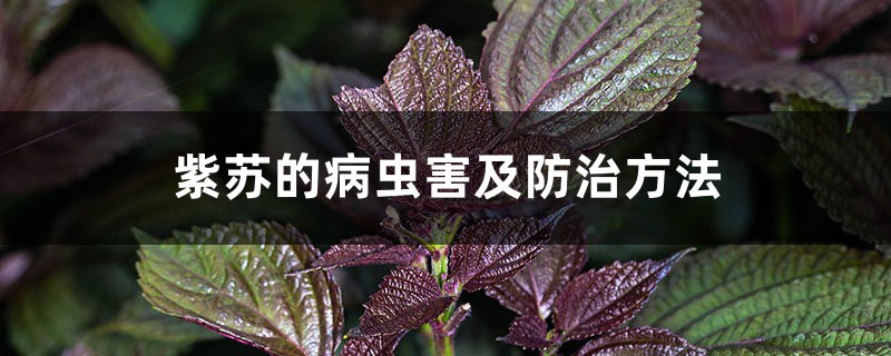 紫苏的病虫害及预防和治疗办法