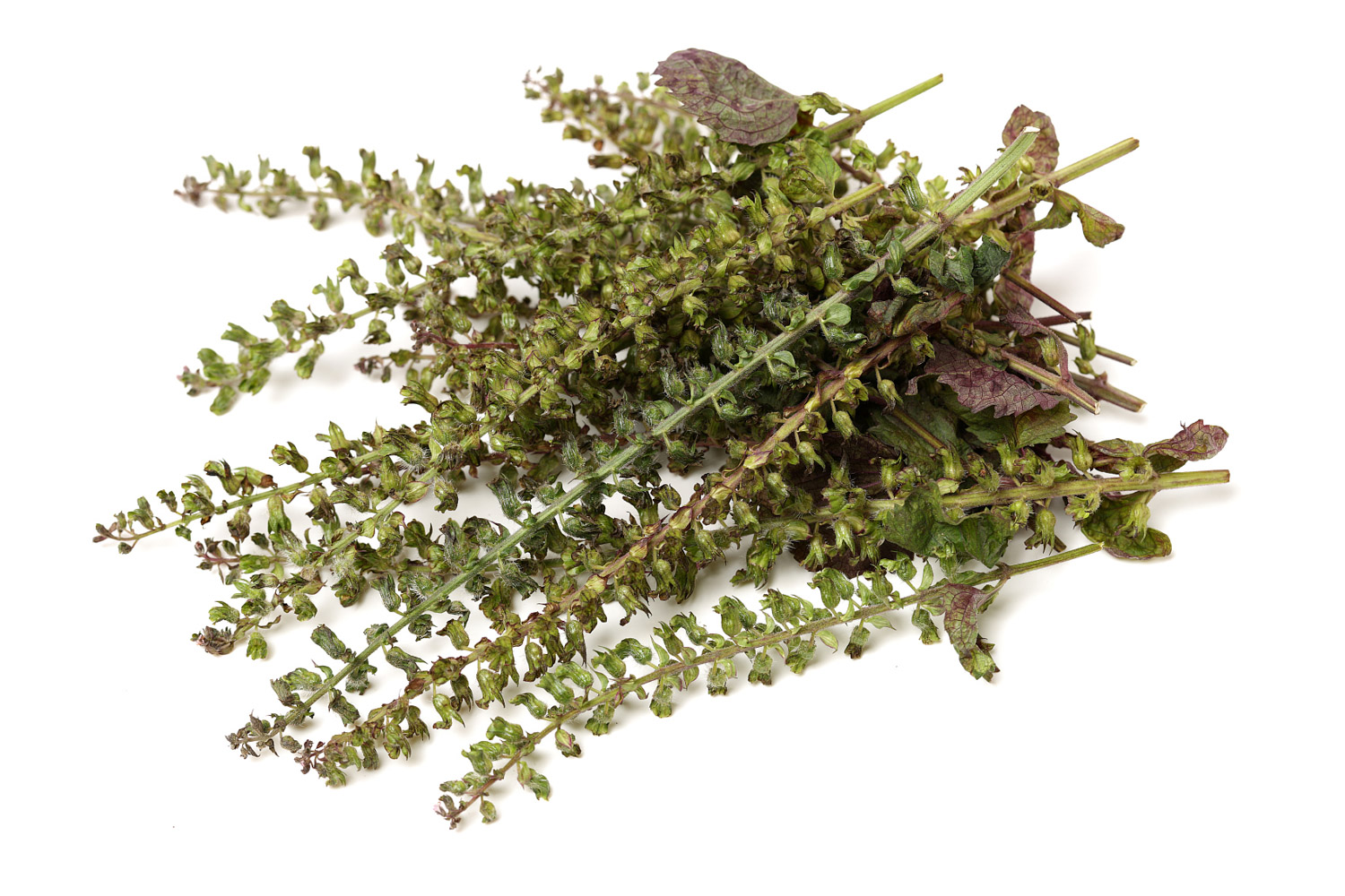 紫苏的病虫害及预防和治疗办法