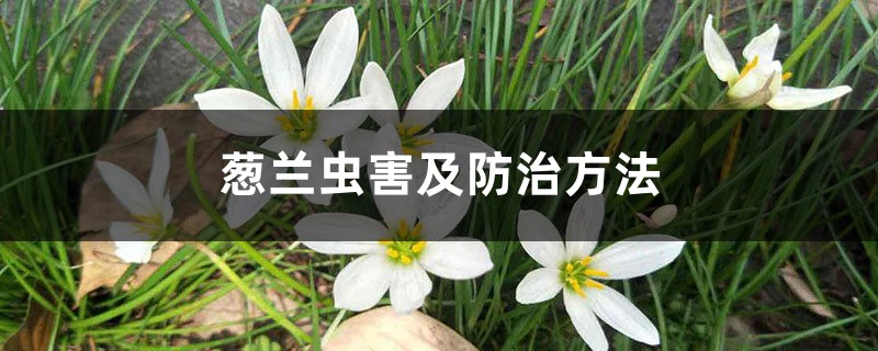葱兰虫害及预防和治疗办法