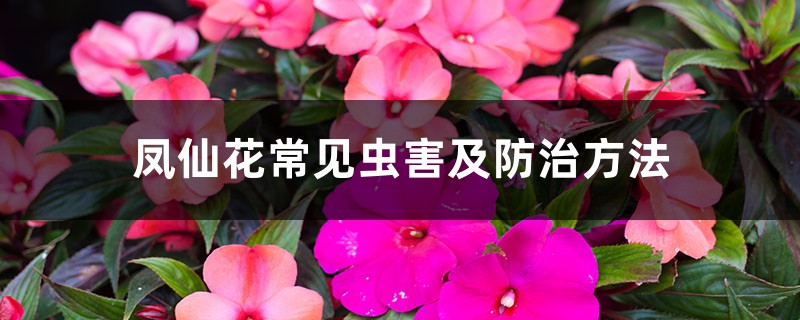 凤仙花常见虫害及预防和治疗办法
