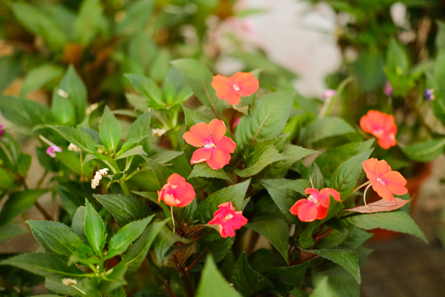 凤仙花常见虫害及预防和治疗办法