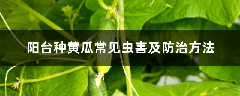 阳台种黄瓜常见虫害及预防和治疗办法