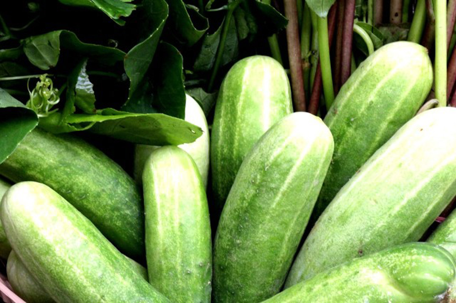 阳台种黄瓜常见虫害及预防和治疗办法