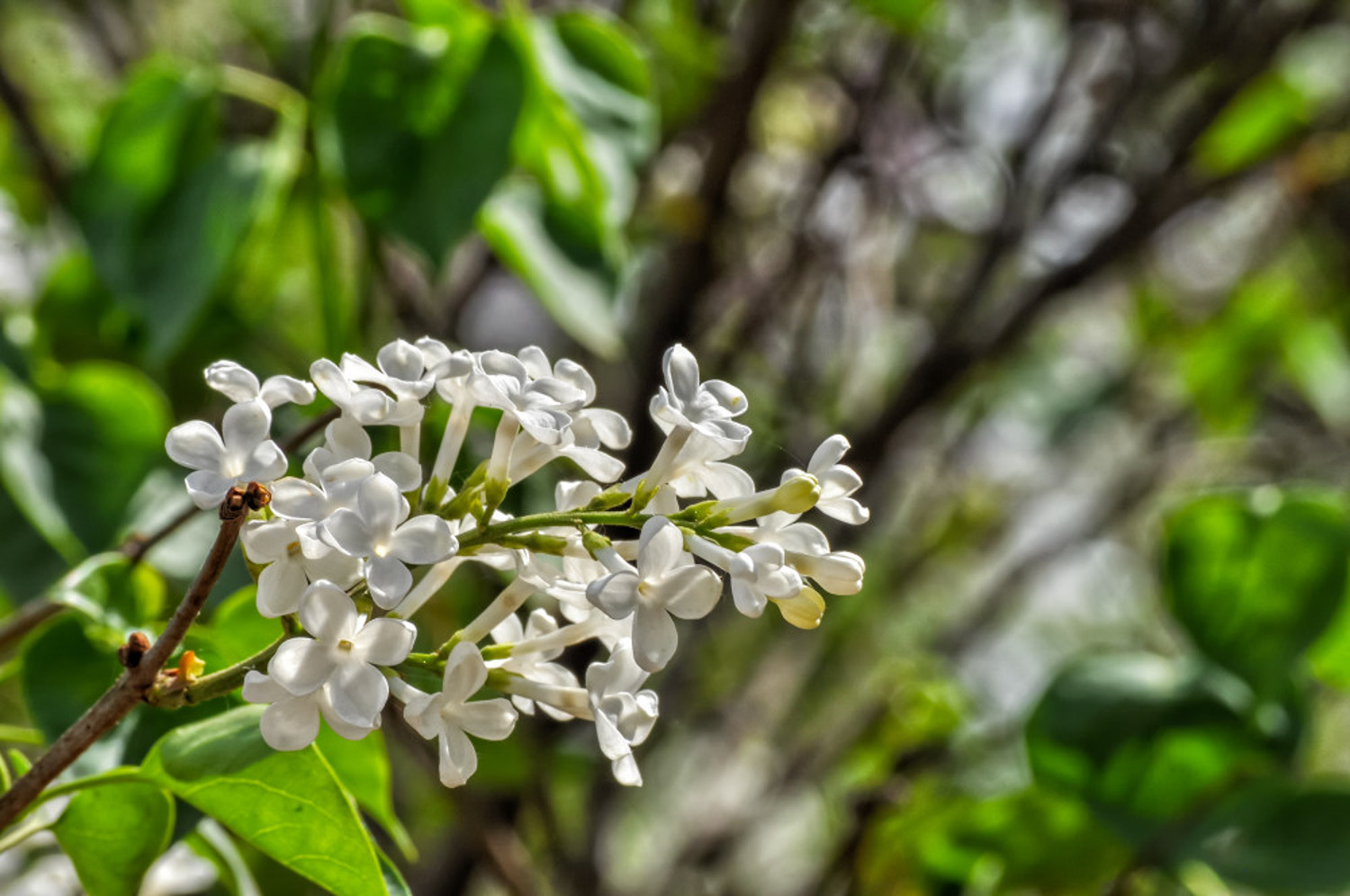 丁香虫害及预防和治疗办法