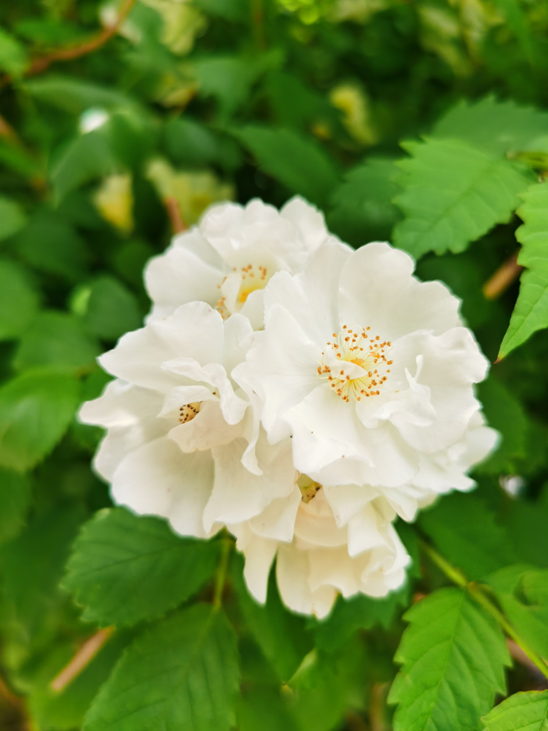 蔷薇花虫害及预防和治疗办法