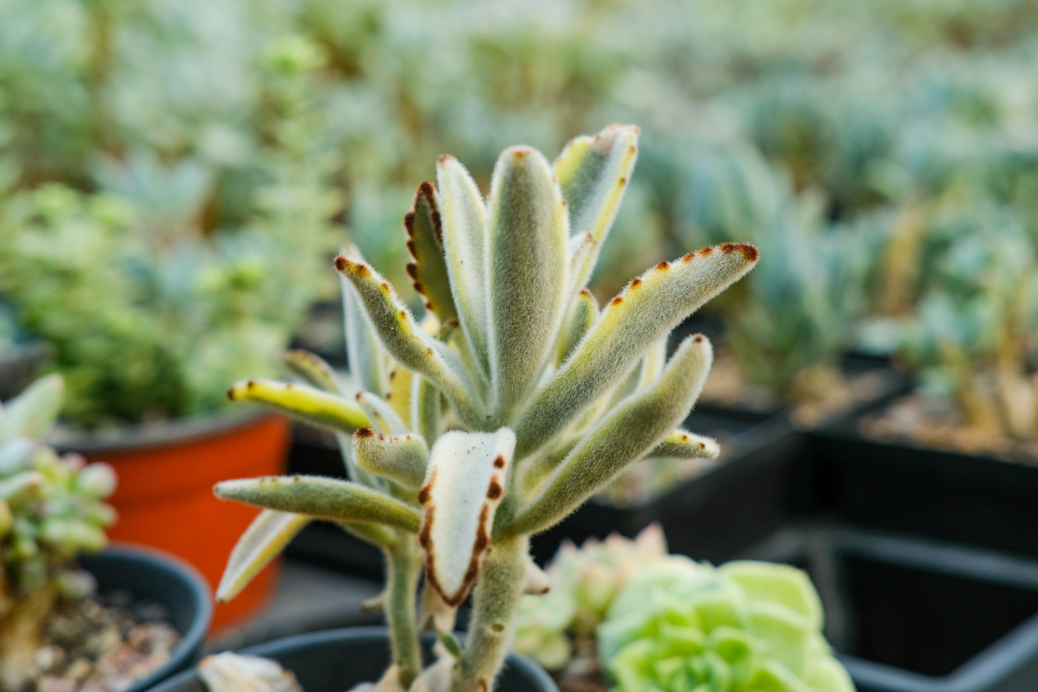 月兔耳的病虫害及其预防和治疗