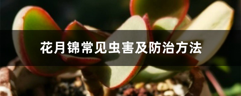 花月锦常见虫害及预防和治疗办法