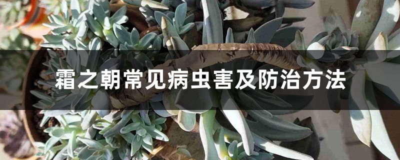 霜之朝常见病虫害及预防和治疗办法