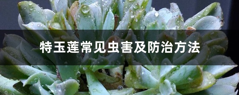 特玉莲常见虫害及预防和治疗办法