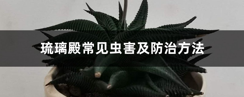 琉璃殿常见虫害及预防和治疗办法